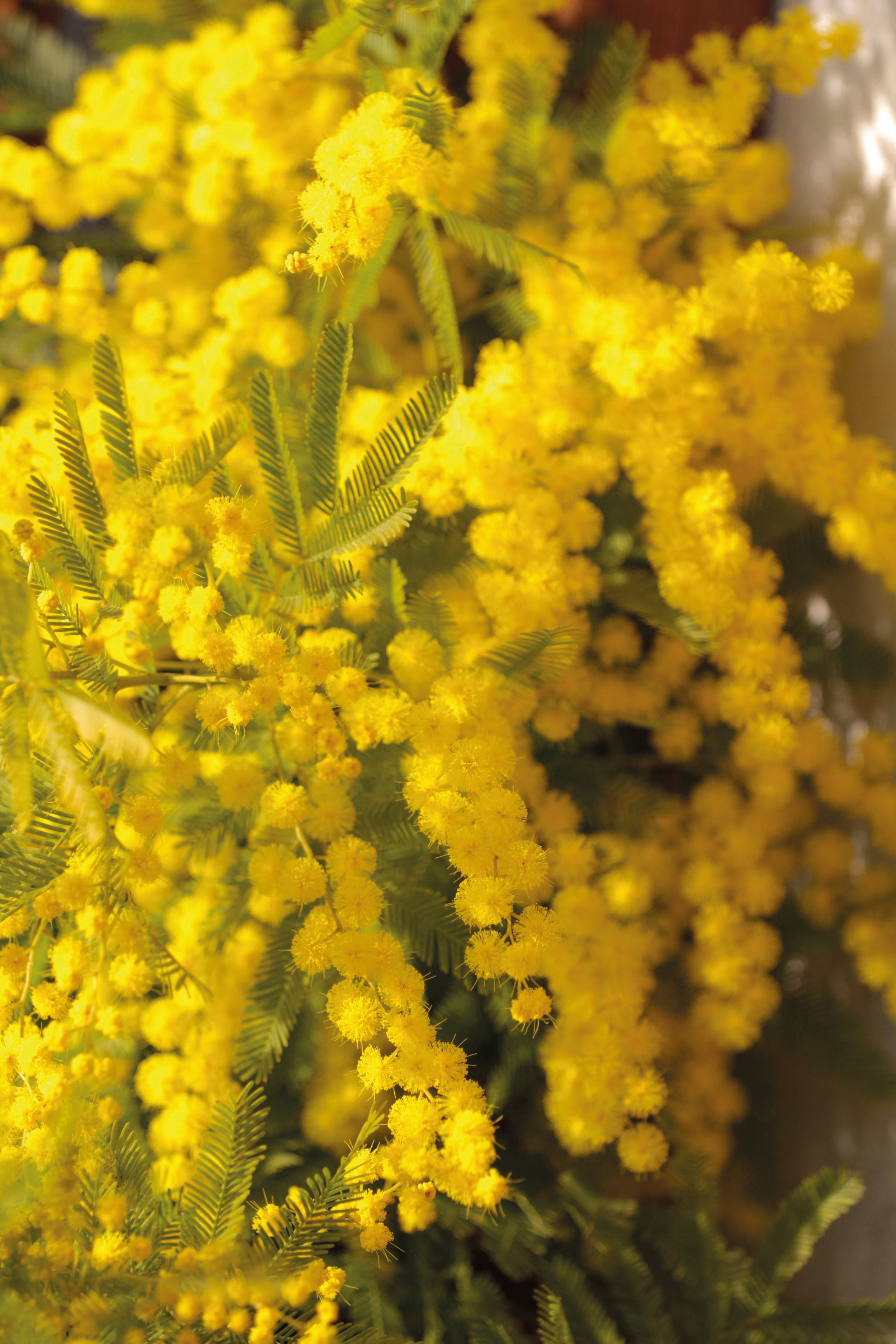Huile à lèvres nourrissante - Source Nutrition