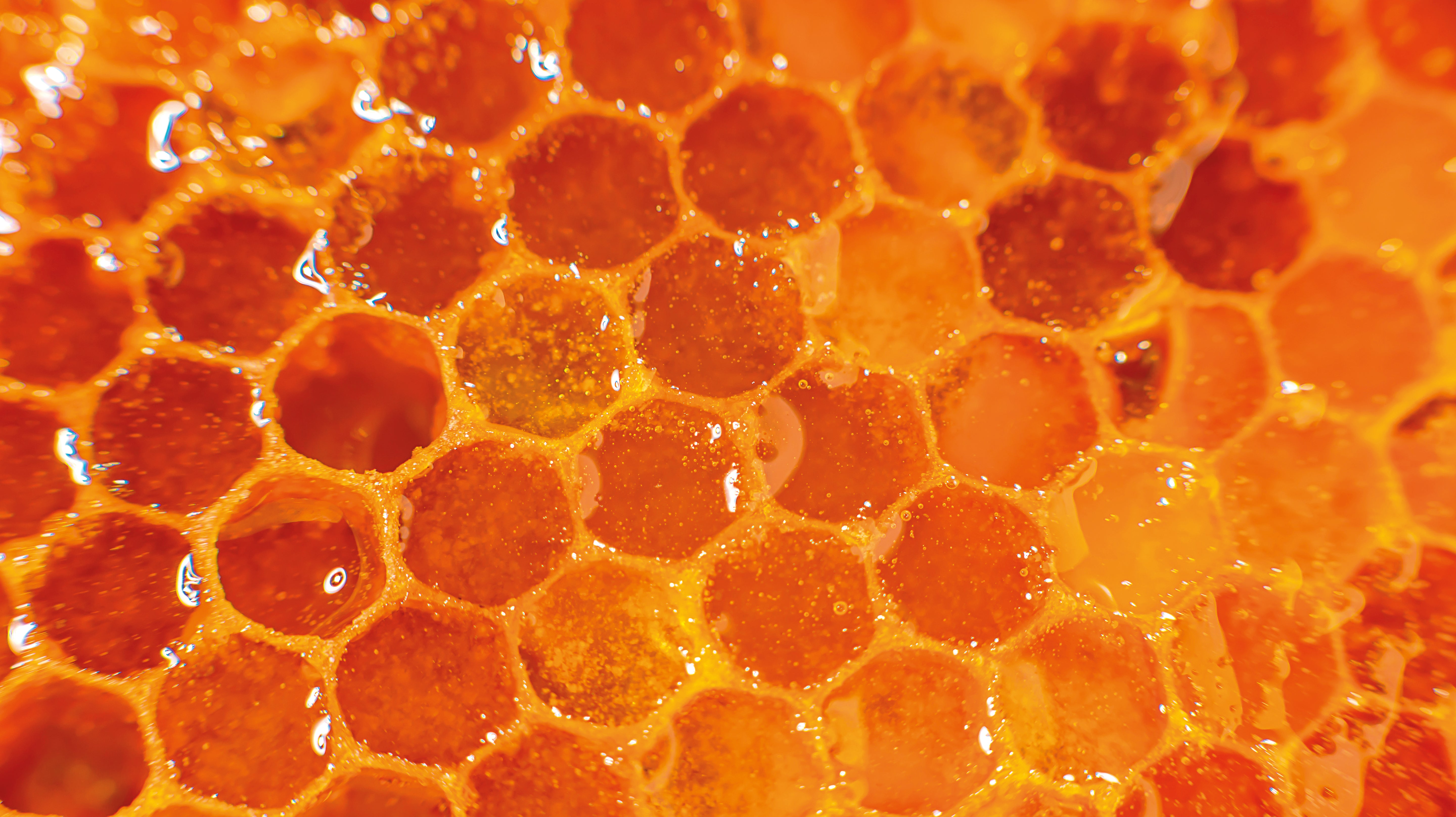 Huile à lèvres nourrissante - Source Nutrition